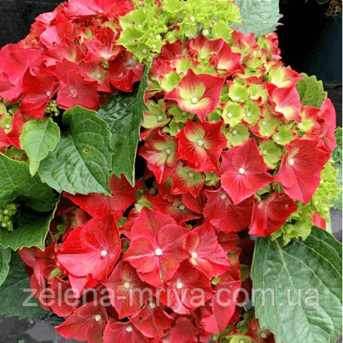 Горнензія крупнолистова «Брайт Ред» (Bright Red) 2