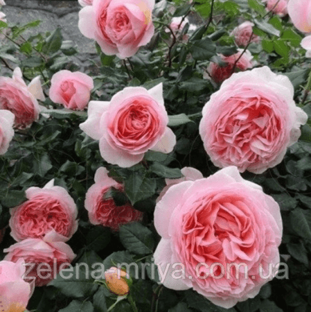 Троянда англійська Абрахам Дербі (Abraham Darby) 1