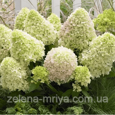 Гортензія волотиста Літлл Фреско (Little Fresco) 1