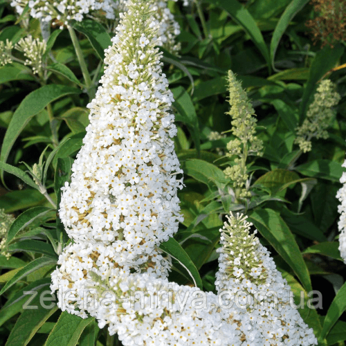 Будлея Давида Вайт Профьюжн (White Profusion) 2
