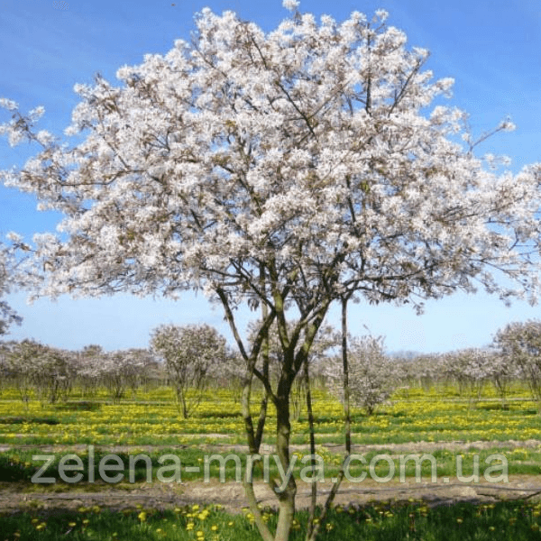 Ірга Ламарка Amelanchier lamarckii мультиштамб 1