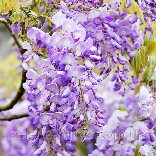 Гліцинія китайська (Sinensis) саджанець 180 см 3
