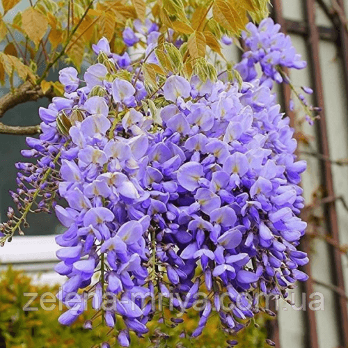 Гліцинія китайська (Sinensis) саджанець 180 см 1