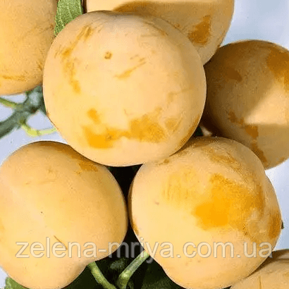 Слива Жовта Афаска (пізній сорт) 2