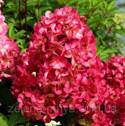 Гортензія метильчаста Даймонд Руж (Diamant Rouge) 1