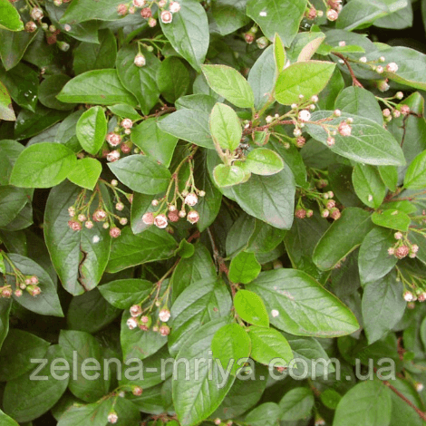 Кизильник блискучий (Cotoneaster lucidus) 2