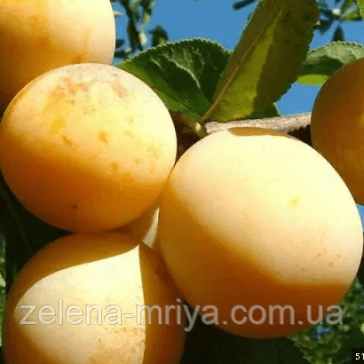 Слива Жовта Афаска (пізній сорт) 1