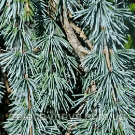 Кедр Гімалайский Пендула Cedrus deodara Pendulaа 1м 3