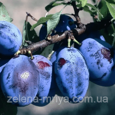 Слива Храмова пізня 2