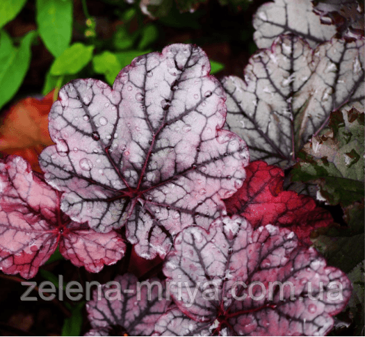 Гейхера 'Гліттер' (Heuchera 'Glitter') 2