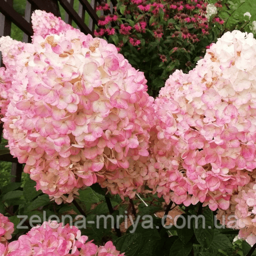 Гортензія волотиста Меджикал Світ Саммер (Magical Sweet Summer) 5 л 1