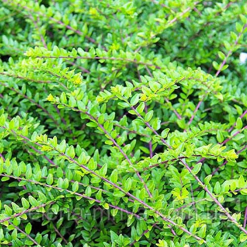 Жимолость шапкова (Lonicera Pileata) 2