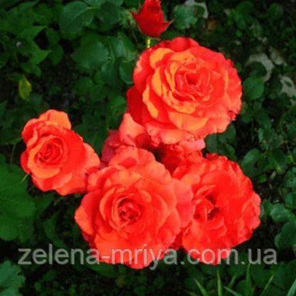 Троянда чайно-гібридна Соло Оранж 2