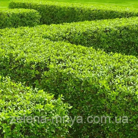 Кизильник блискучий (Cotoneaster lucidus) 1