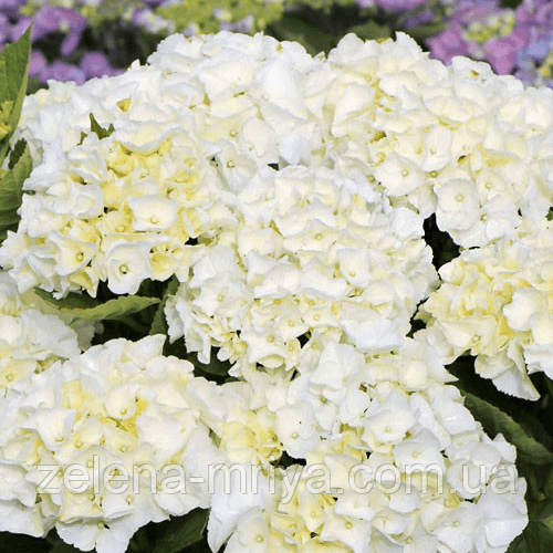Гортензія великолиста Брайт Вайт (Bright White) 2