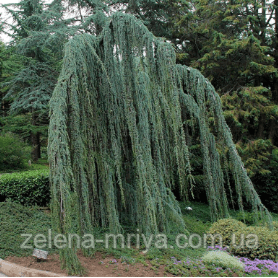 Кедр Гімалайский Пендула Cedrus deodara Pendulaа 1м 2