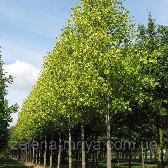Тюльпанове дерево (Liriodendron tulipifera) 2