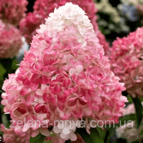 Гортензія волотиста Пінк Леді (Pink Lady) 2