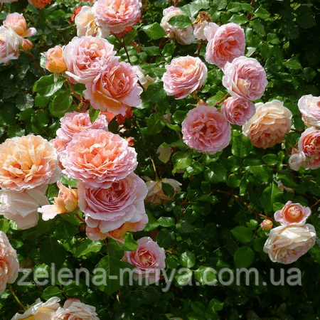 Троянда англійська Абрахам Дербі (Abraham Darby) 2