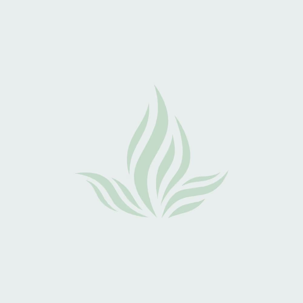 Добриво органічне Ізабіон 100мл ТМ Syngenta