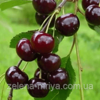Вишня Чорнокорка (середній термін дозрівання)