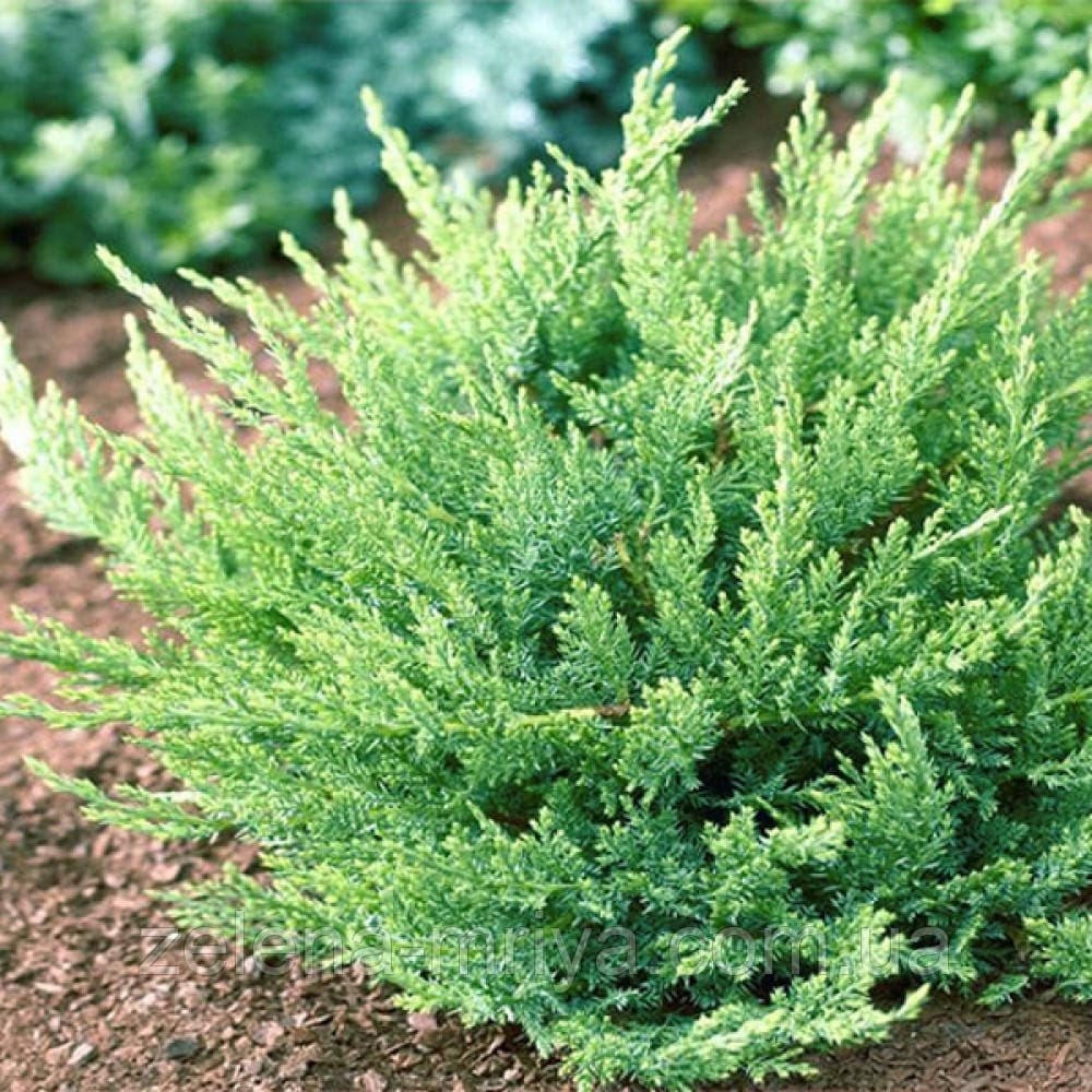 Ялівець казацький Тамарисцифолія (Tamariscifolia)