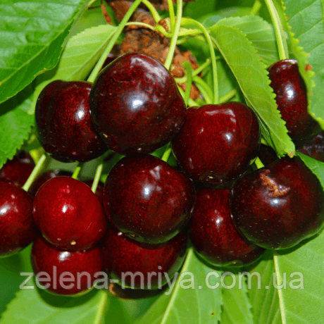 Черешня Кордія (пізній сорт)
