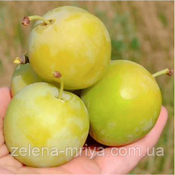 Слива Ренклод ранній