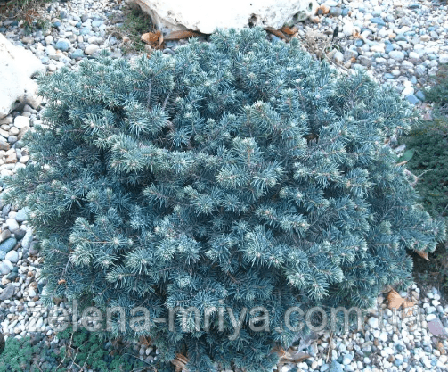 Ялина гірська Глаука Компакта (Glauca Compacta)