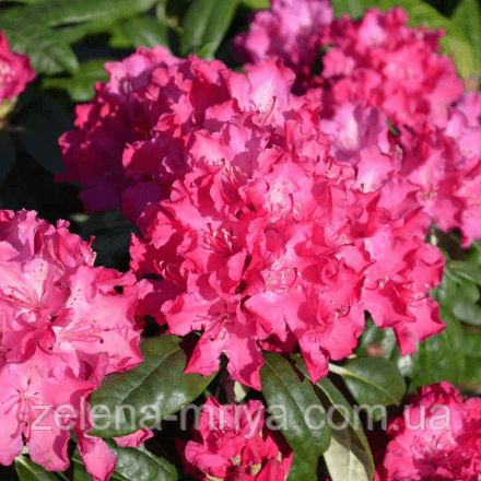 Рододендрон гібридний Пінк Леді (Pink Lady)