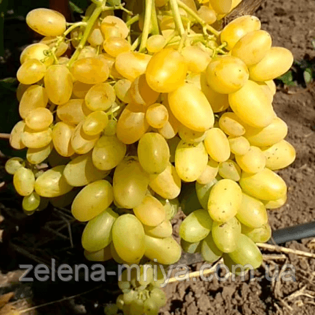 Виноград кишмиш Афродіта