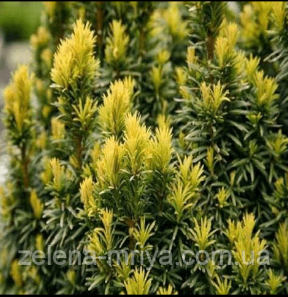 Тис ягідний «Елоу Ландер» (Taxus baccata 'Yellow Lander')