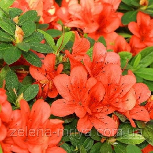 Азалія японська Гейша Оранж (Geisha Orange) 4л