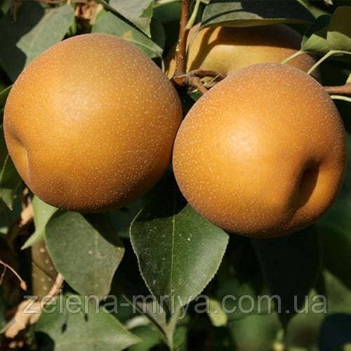 Груша азіатська Секуї (Sekui)