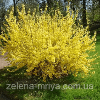 Форзиція середня/ Forsythia intermedia