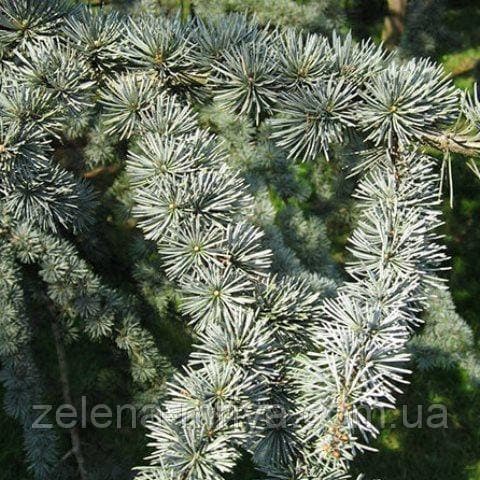 Кедр атласький Глаука Cedrus atlantica Glauca 2,5 м