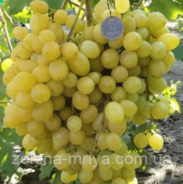 Виноград "Соломія" (Ранній сорт кишмиш)