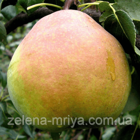 Груша Кучерянка (зимовий сорт)