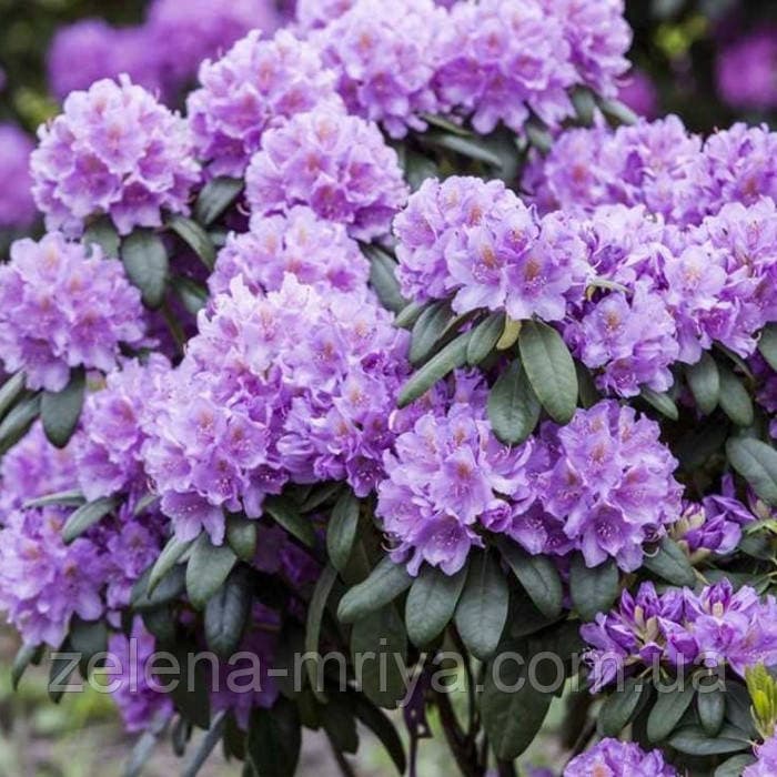 Рододендрон катевбінский Грандіфлорум ( Grandiflorum)