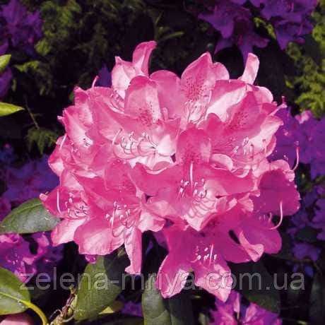 Рододендрон Розеум Елеганс Roseum Elegans 40 л
