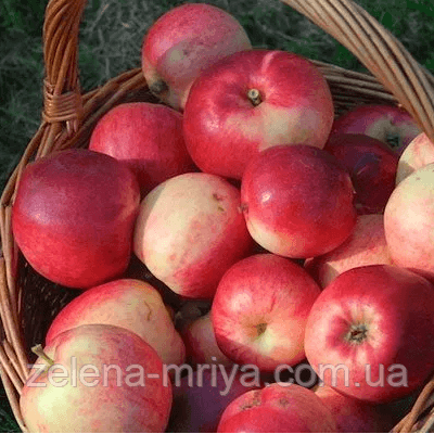 Яблоня Афродита ( ранньозимовий)