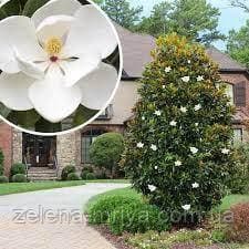 Магнолія вічнозелена "Grandiflora" 150 см