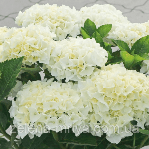 Гортензія великолиста Брайт Вайт (Bright White)