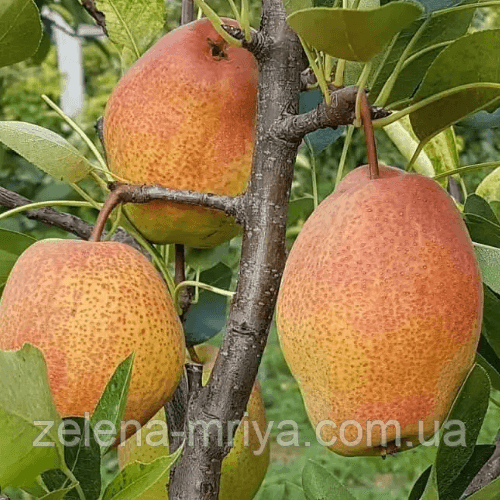 Груша Киргизька (зимній сорт)