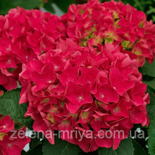 Горнензія крупнолистова «Брайт Ред» (Bright Red)