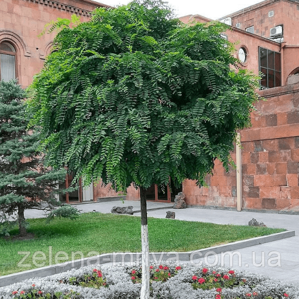 Робінія псевдоакація 'Umbraculifera' штамб 2м
