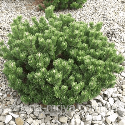 Сосна гірська Пуміліо Pinus mugo Pumilio Пуміліо