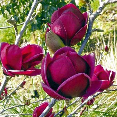 Магнолія суланжа Блек Тюліп (Black Tulip) 2 річна