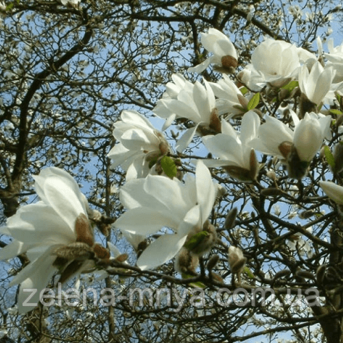 Магнолия Кобус (Magnolia kobus) обх. ст. 300 см