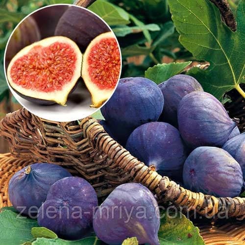 Саджанці інжиру